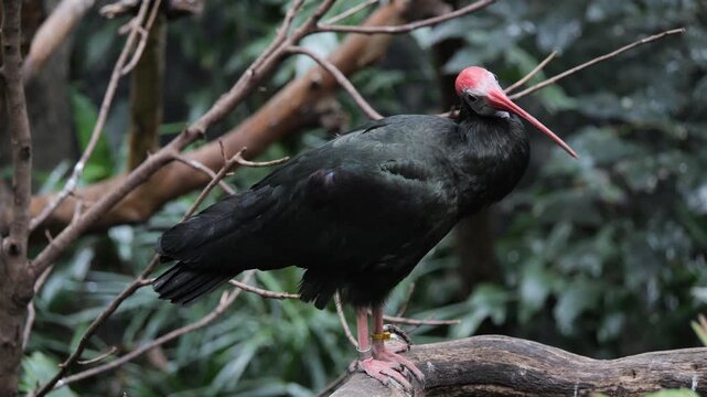 bald ibis 2