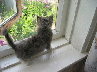 A small kitten peeks out of the window of a rural house. A young country cat stands on the white windowsill of a country house, looking out through the open window. Everyday life in the village.