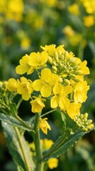 Close up of vibrant yellow choy sum flowers in full bloom