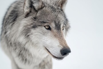 Obraz premium wolf in the snow