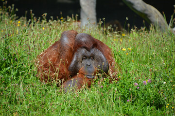 The orangutans, orang-utan, orangutang, or orang-utang) are the two exclusively Asian species of extant great apes. Native to Indonesia and Malaysia in the rainforests of Borneo and Sumatra. © Daniel Meunier