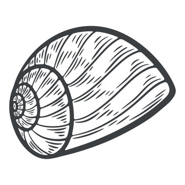 A single spiral empty snail shell, engraving isolated