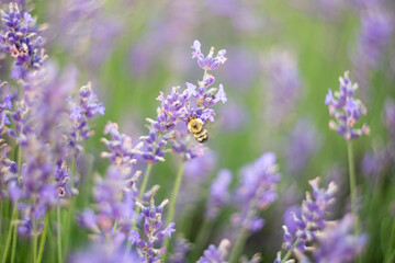 Fototapeta premium bee pollinating lavender