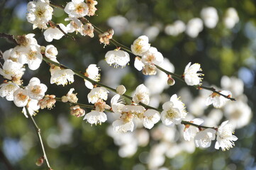 白色の花　梅