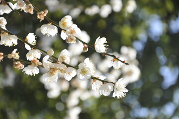 白梅の花
