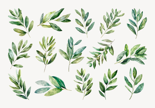 Watercolor Botanical Leaf Illustrations Element Set