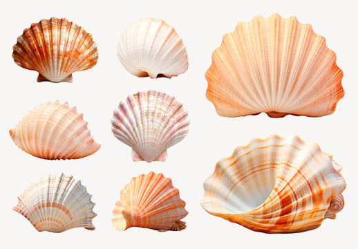 Colorful Seashells Display Element Set