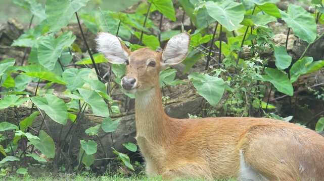 The Sangai Deer in the zoo.