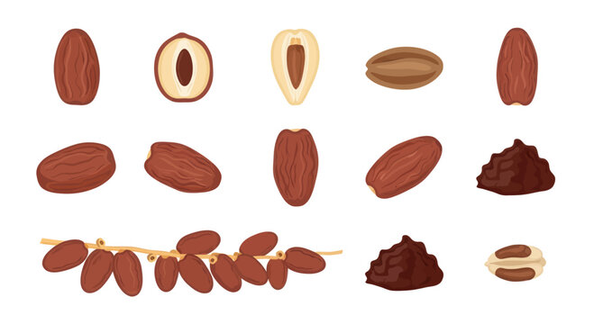 Dried dates fruits and date powder with dates bunch isolated on white background, healthy sweet tropical snack and natural sugar source, food illustration