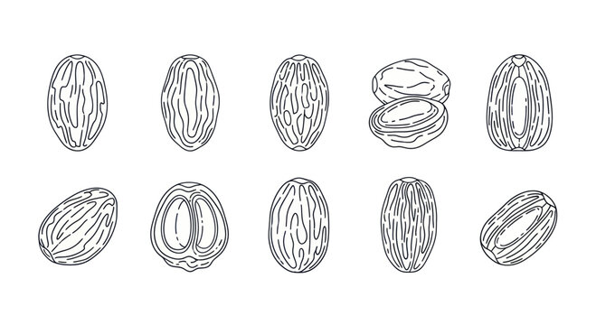 Hand drawn black and white illustration of various nutmeg seeds whole and halved, perfect for botanical and spice design projects