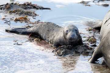 Naklejka premium Baby Elephant Seal Pup on Beach in Water
