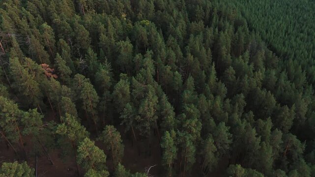 Racheysky forest expanding throughout the natural environment