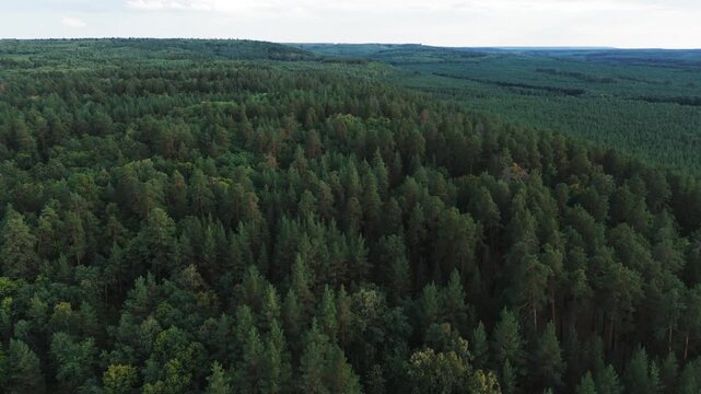 Racheysky forest expanding throughout the natural environment