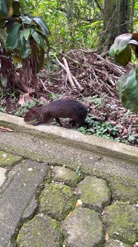 Agouti taking a stroll through the forest. Small Central and South American rodent. Guatin, &ntilde;eque, huaqueque