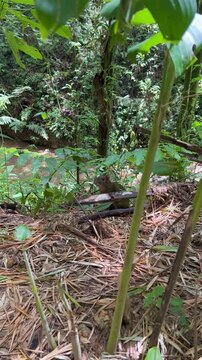 Agouti sniffing in the middle of the forest. Small rodent. Guatin, &ntilde;eque, guara, huaqueque