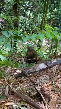 Agouti in the middle of the forest. Guatin, &ntilde;eque, guara, huaqueque