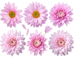 Firefly_Meat carving knifes isolated on transparent background. PNG , se of - Firefly_Pink chrysanthemum flower isolated on transparent background, Set of