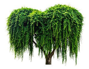 Firefly_Meat carving knifes isolated on transparent background. PNG , se of - Firefly_Plant bush with hanging vines of green isolated on transparent background. PNG , se o  (2)