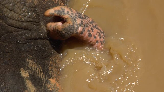 Close Up of Elephant Trunk Submerging in Muddy Water in Phuket