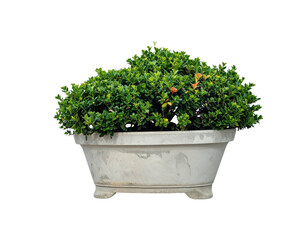 Firefly_Meat carving knifes isolated on transparent background. PNG , se of - Firefly_Potted plant isolated on transparent background. PNG , se of