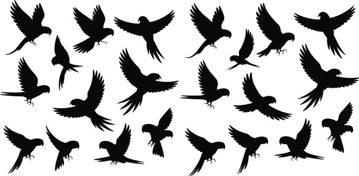 Black parrot silhouette collection, flying macaw and tropical bird vector set, exotic jungle wildlife, cad drawing flat vector illustration, nature, animal, avian,
