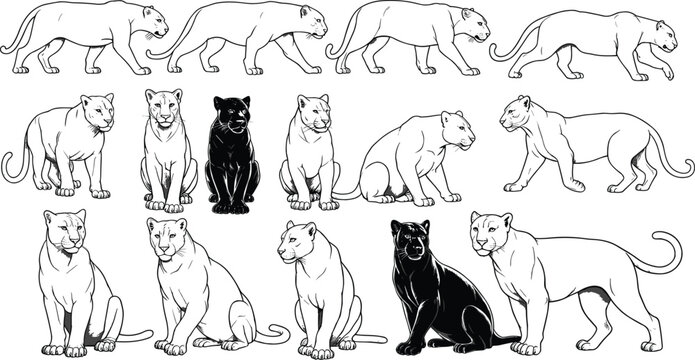 Big cat character model sheet, panther and lioness sketches, walking and sitting poses, animal anatomy reference, black and white vector,