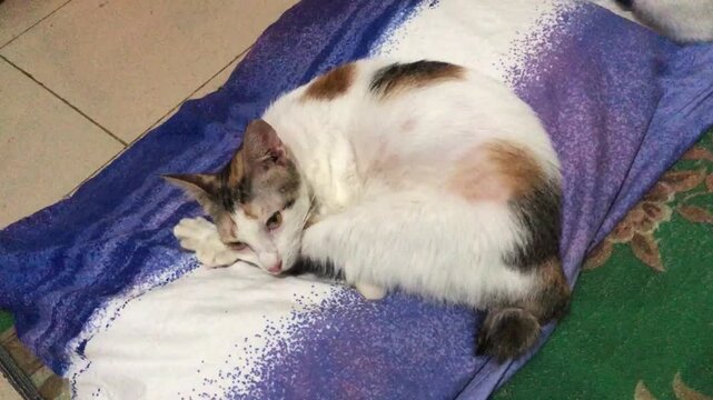 A cute calico cat resting comfortably on a soft purple blanket at home.