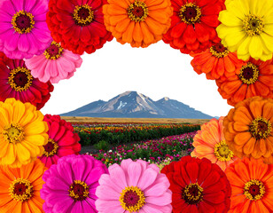 Firefly_Chic wicker hanging egg chair with cozy white cushions showcased against a transparen - Firefly_colorful zinnia blooms as a frame border, isolated with negative space for layouts