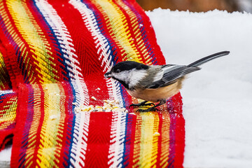 A black-capped chickadee eating seeds  perched on the edge a red and yellow woven sash Ceinture flechee.  © Michael Connor Photo