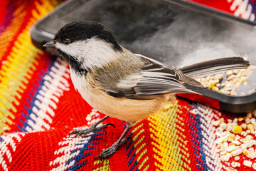 Side profile of a black-capped chickadee standing on a red patterned textile near a black smartphone with birdseed. © Michael Connor Photo