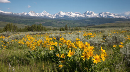 Arrowleaf balsamroot wildflower mountain meadow spring Wyoming snowcapped peak, golden bloom foreground under blue sky