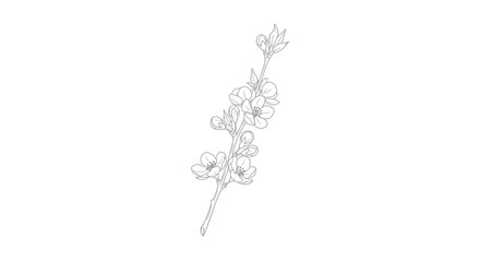 Fototapeta premium Delicate Cherry Blossom Branch Line Drawing, Minimalist Floral Illustration