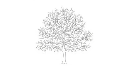 Obraz premium Bare tree with sprawling branches on white background
