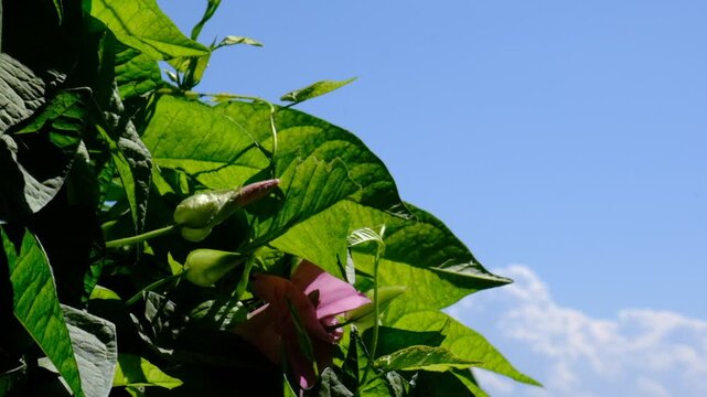Bindweed, Convolvulus, A close-up green background of a wall of lush green foliage, blowing wind. Bushes Green fence. Beauty in nature. Atmospheric mood