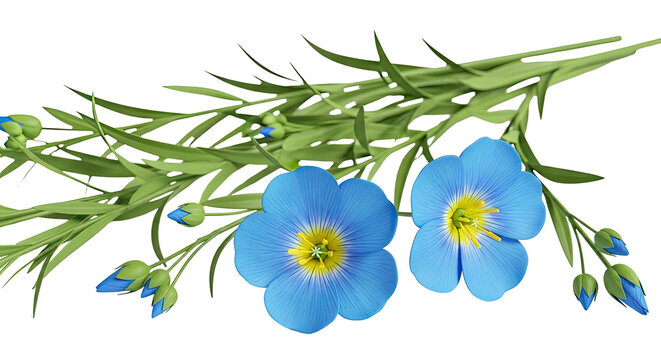 Blue Flax Flowers and Buds on White Background