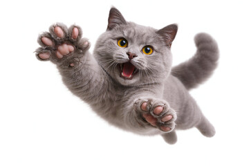 Crazy Gray British Shorthair Cat Jumping with Paws Forward Isolated on White