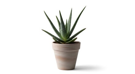 An aloe vera plant in a pale terracotta pot against a stark white backdrop