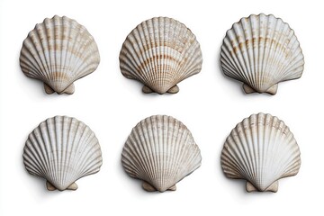 A set of six scallop shells in a symmetrical arrangement, isolated on a white background
