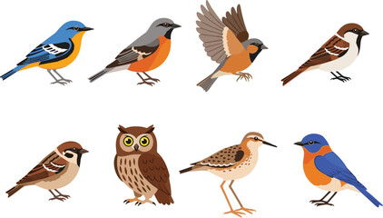 Colorful garden bird collection vector set with sparrow owl thrush and blue songbird illustrations