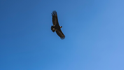 Obraz premium A large, beautiful bird of prey against a clear blue sky. The wings are spread out. Bottom-up view. Flight of the condor. Peru. Colca Canyon. 
