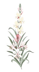 Obraz premium Elegant botanical illustration of Gaura flowers (Whirling Butterflies) with soft pink and cream petals, vibrant green leaves, and delicate buds. Perfect for serene decor or nature-themed designs.