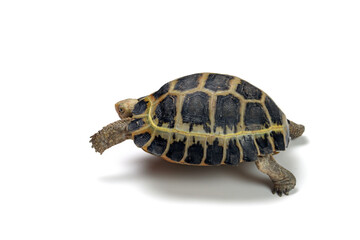 Obraz premium a Indotestudo forstenii turtle isolated on white background, a Baning sulawesi turtle (indotestudo forstenii)