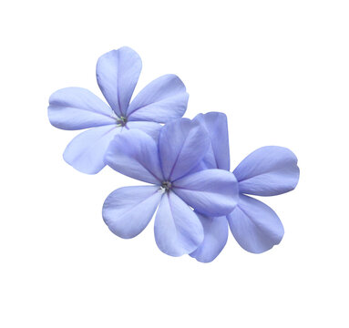 White plumbago or Cape leadwort flower. Close up small blue flower bouquet isolated on transparent background.	