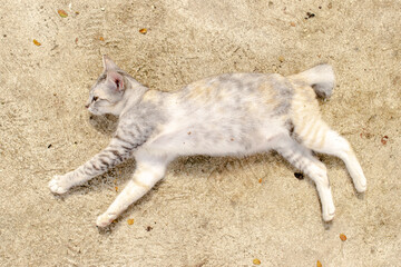 Light grey tabby cat with cutted tail lying stretched on sandy ground outdoors. Relaxed feline lifestyle concept, natural sunlight, minimal top view composition with calm peaceful atmosphere.