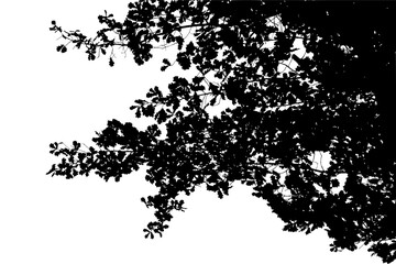 Obraz premium Black and white image of natural large old oak tree branch with leaves on white background
