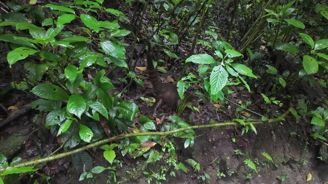A white-nosed coati with an elongated snout and ringed tail forages through dense vegetation in the Monteverde Cloud Forest, Costa Rica, as the camera pans right, capturing its natural behavior.