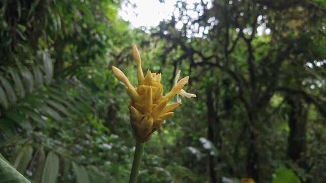 Close-up of a yellow wild ginger flower with cone-shaped inflorescence, surrounded by lush greenery in the humid Monteverde Cloud Forest, Costa Rica, showcasing tropical biodiversity.