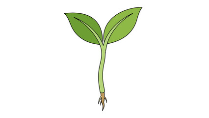 Seedling sprout with two green leaves and roots