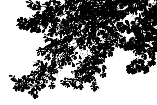 Vector illustration of natural oak tree branch with leaves	
