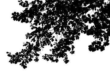 Fototapeta premium Black and white image of natural large old oak tree branch with leaves on white background